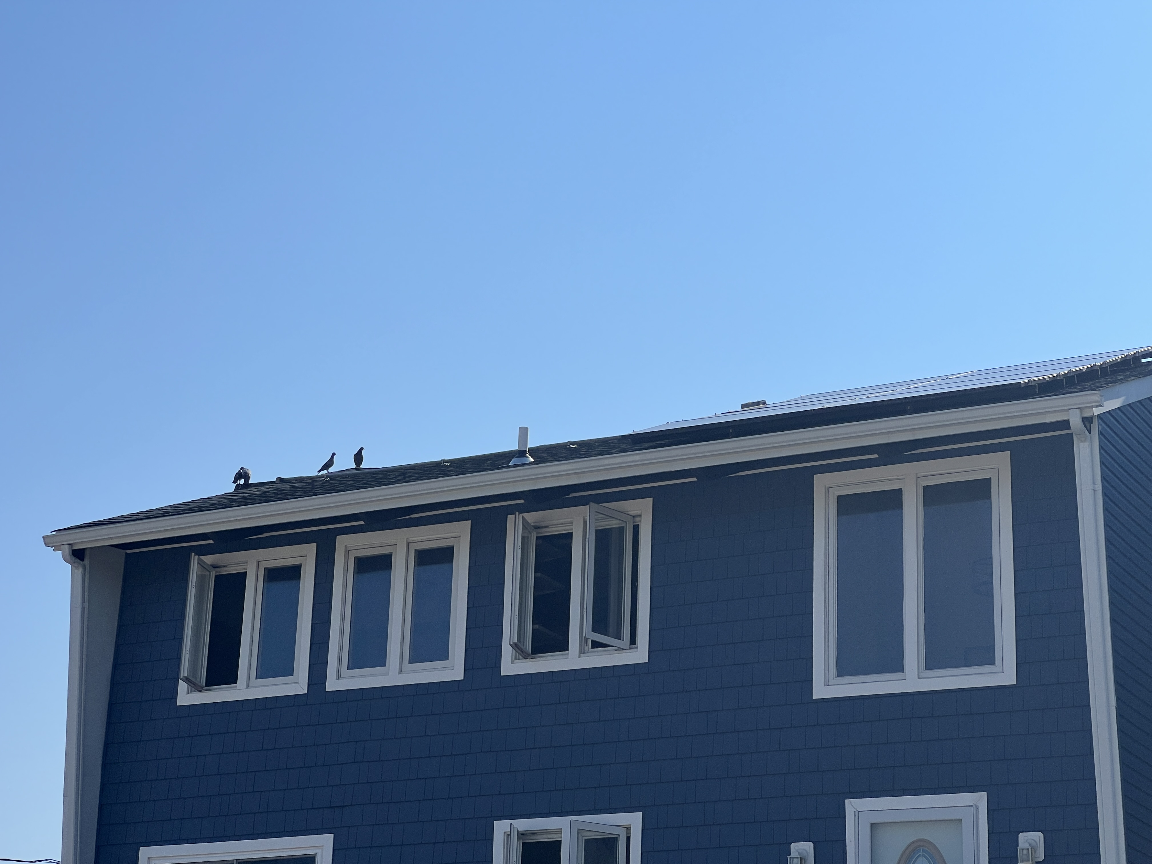 After placeholder showing bird netting installed to exclude birds from an open area