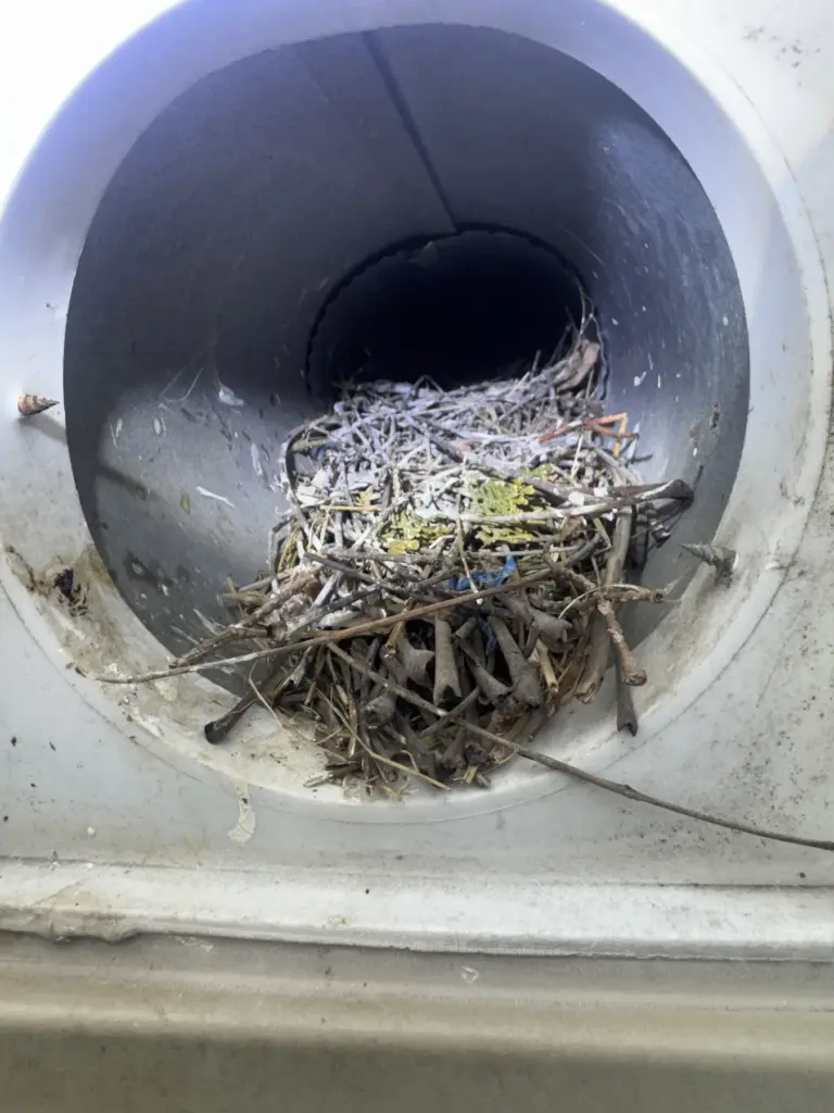 Bird nest visible inside an exterior vent opening on a NYC building